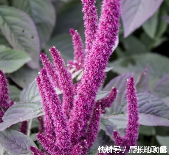 城里人|这种蔬菜被称为“长寿菜”，农村人不多见，城里人肯定没见过