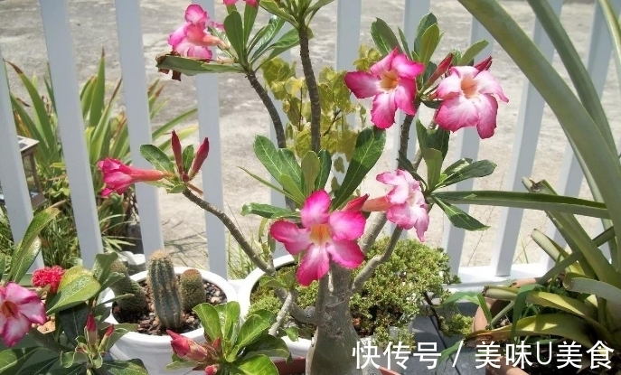 漂亮|夏季养沙漠玫瑰，不用多操心，做好这3点开花多又漂亮