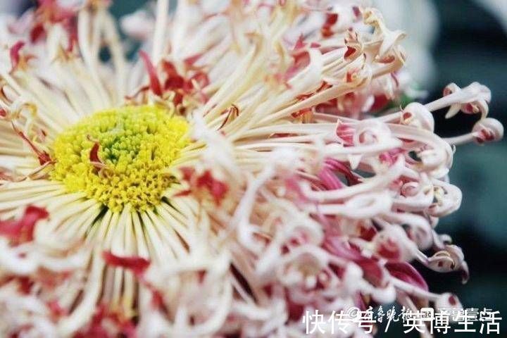 趵突泉|隐匿市区潜心研究养菊36年，“菊王“卞锁军的花匠情怀