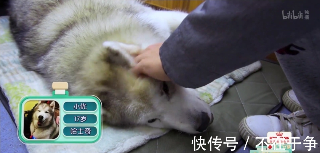 在《寵物醫(yī)院》呆一天,能看到多少人間離合?