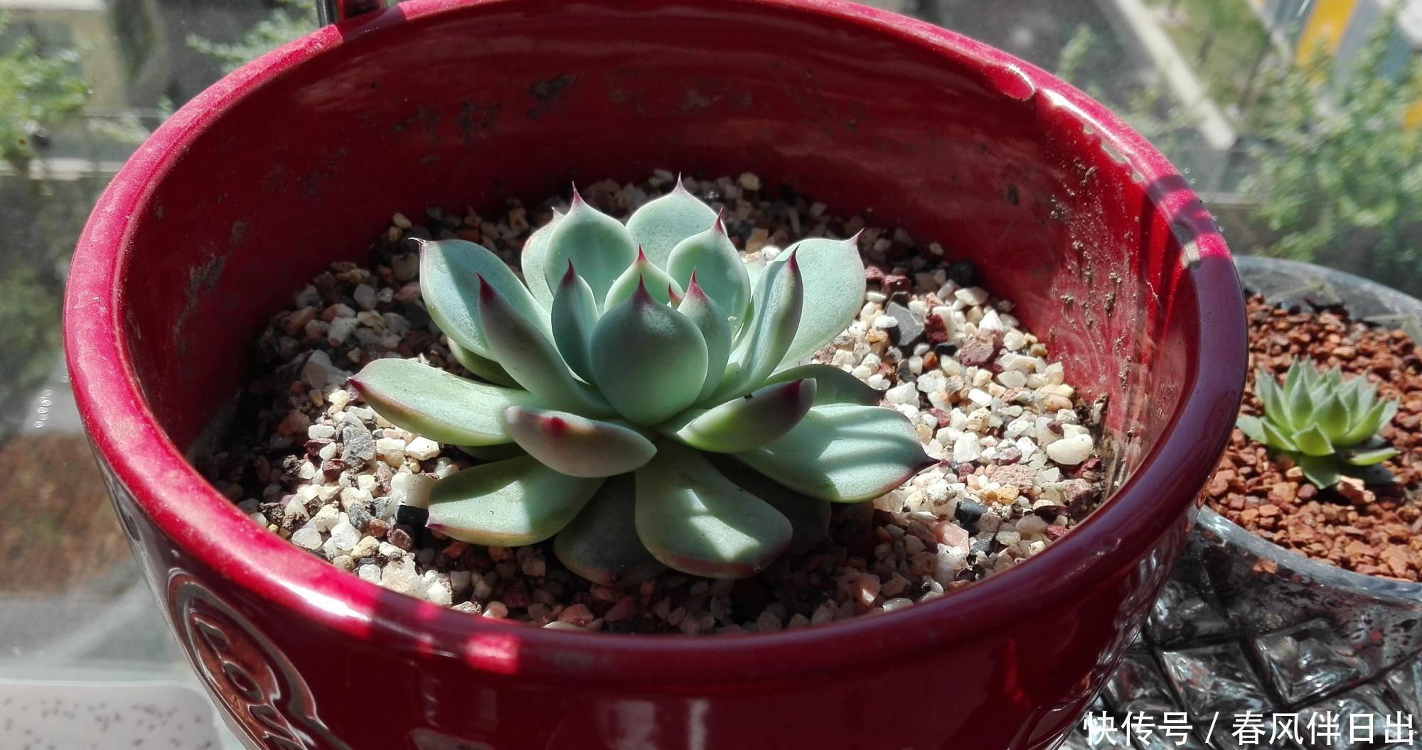 春天如何给花换盆？掌握这3点，换盆很简单