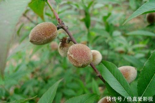 桃子|桃子被称为“天下第一果”，美容养颜、稳定血压，但有种人吃不得