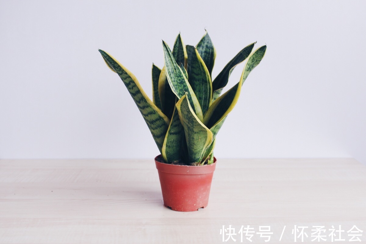 养虎皮兰不长，学会几点，让它生长旺盛蹭蹭长！