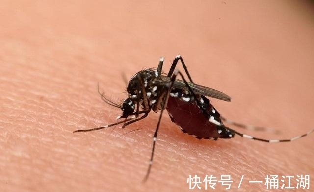 致命诱惑|蚊子的危害可致命！家有“招蚊宝宝”，试试这些驱蚊方法，很有效