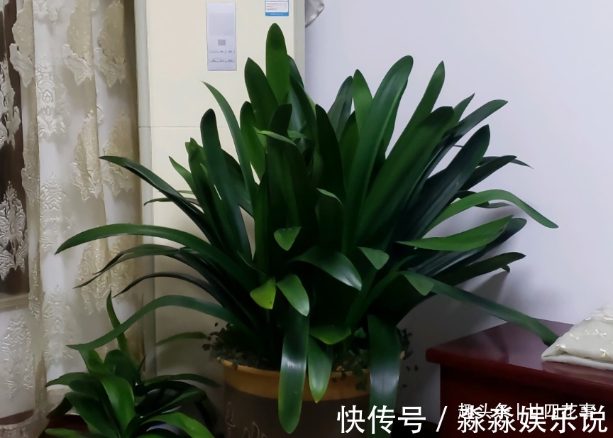 廿六|君子兰夏天易出问题,6个方面做到位,安稳度夏,天凉旺长