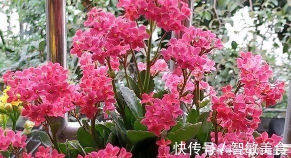 家里养花,就选这几种,一年四季不用管,给点阳光就开花