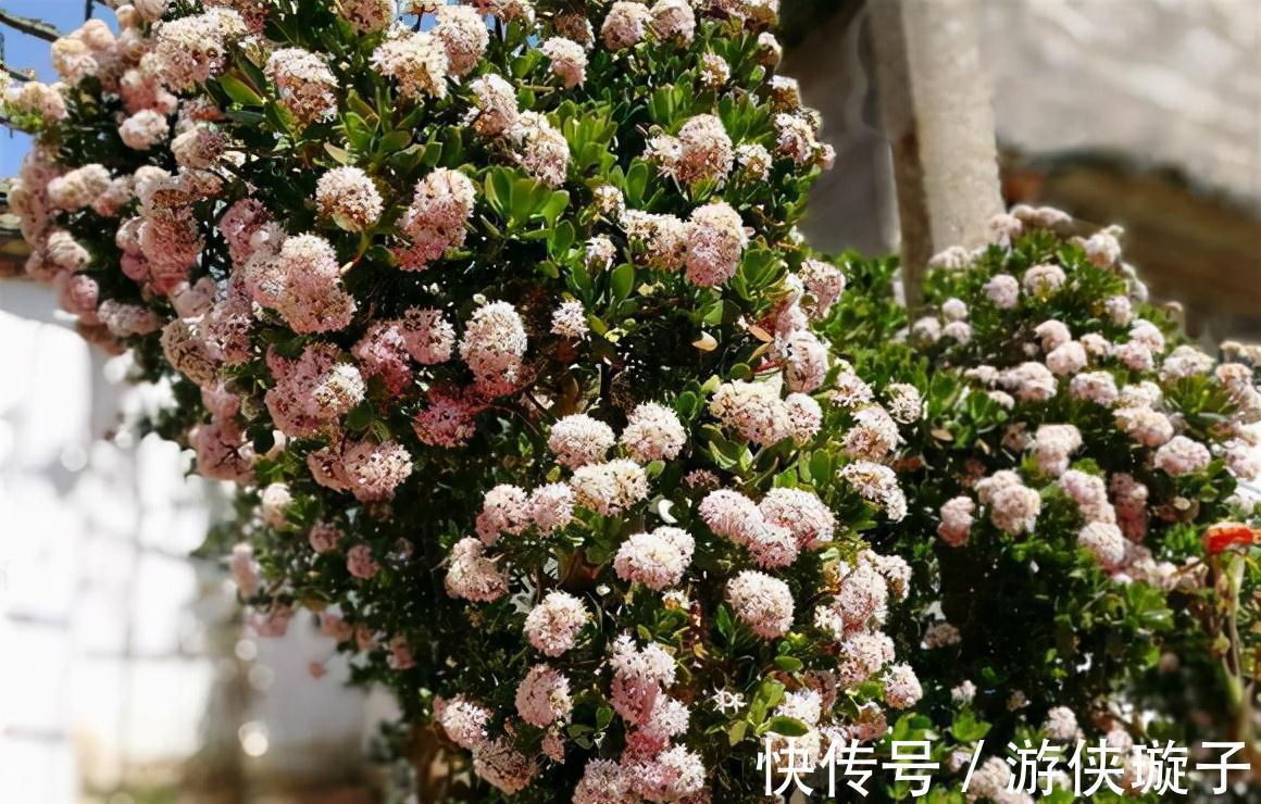 冬天养玉树,干养多晒更健壮,养成大腿粗的老桩,开满吉祥花