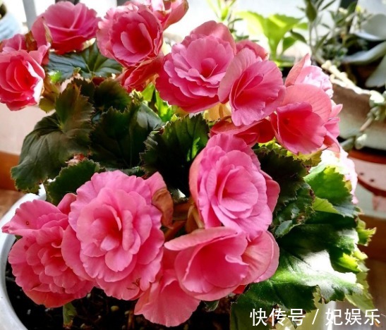 施肥|养花土里混入“它们”，可保半年内日常无需施肥