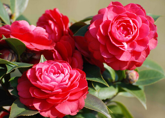 室内养护盆栽花卉，做好“5方法”，“2技巧”，花卉叶绿花艳