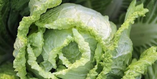 毒素|含有毒素的五种蔬菜，我们竟然还当成宝贝，看看你中招没