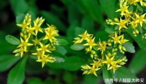 急救药|农村生命力极强的一种野菜,也是人们的急救药,是天然强心剂!