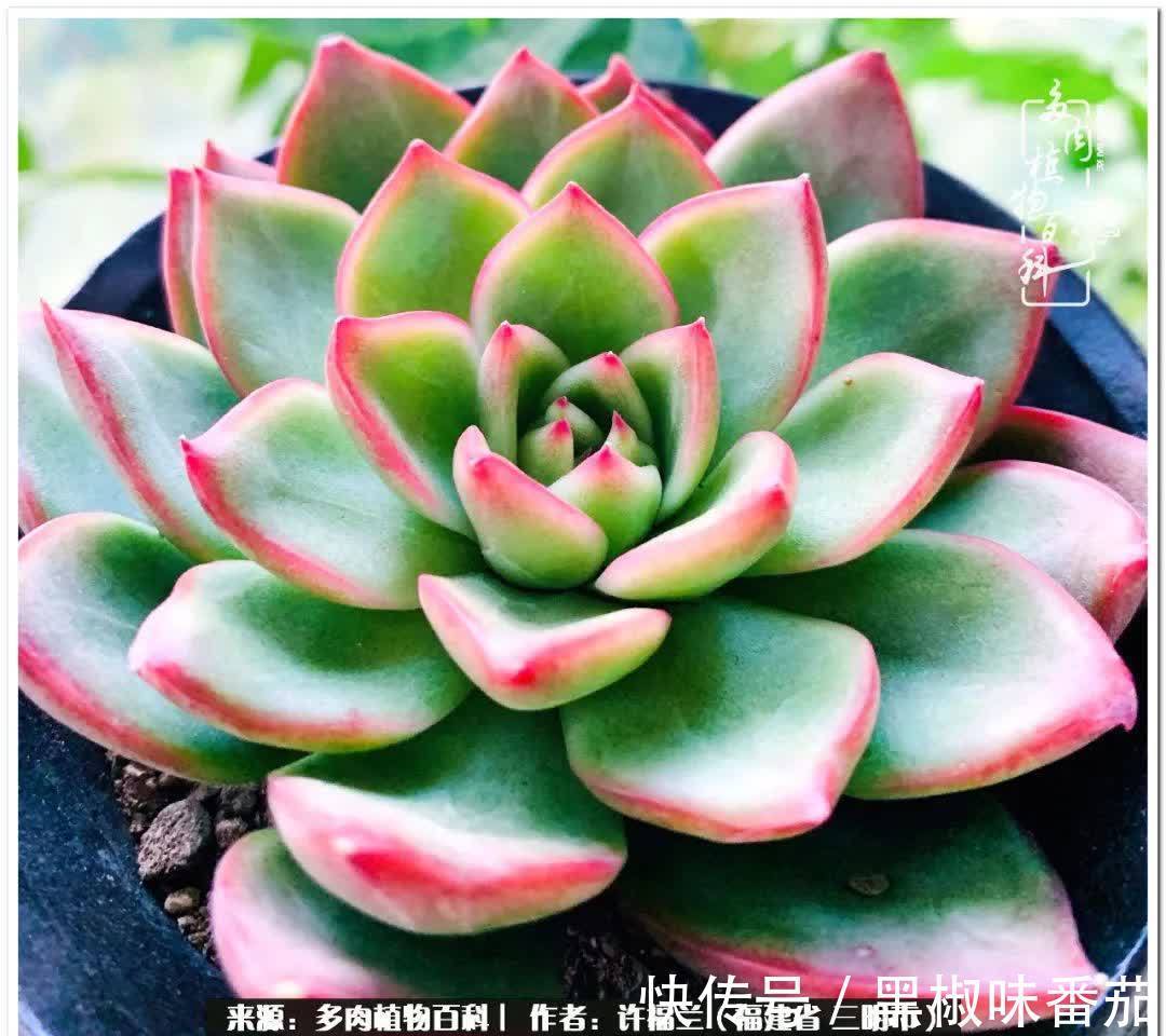 尖尖|养多肉两年,美丽与赏心悦目并存!