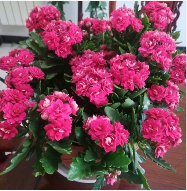 此款花卉,好养易爆盆,花开媲美玫瑰,花朵姿态万千,美