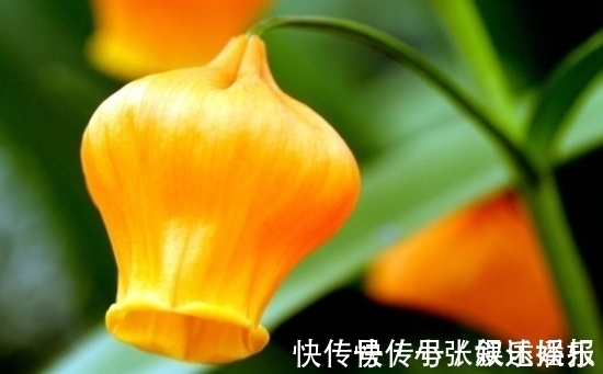 圣诞百合|此花犹如一串串灯笼挂树上,外形娇俏可爱,寓意着庆祝