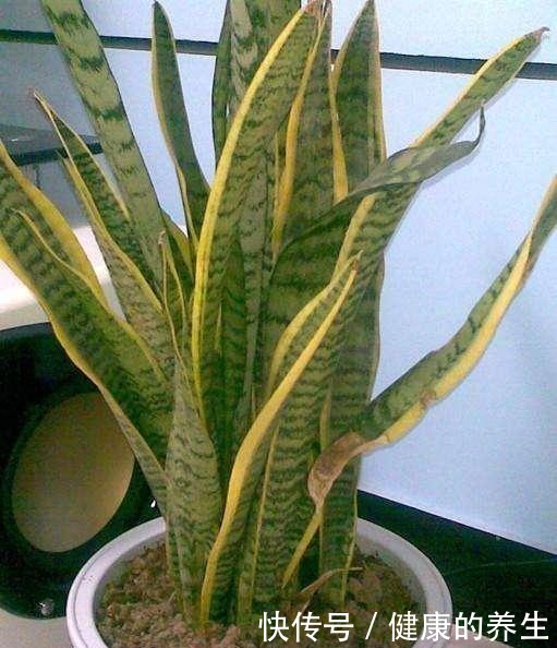 虎皮兰怎么长个教你一招,步骤简单根系猛蹿,样子拔高真好看!