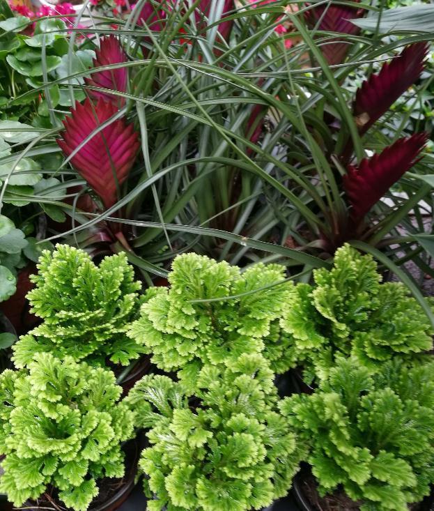 如何挽救枯萎发蔫的花草,别以为浇水就能活过来哦