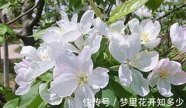 观赏价值|八棱海棠是美化风景的首选观赏树，有极高的观赏价值