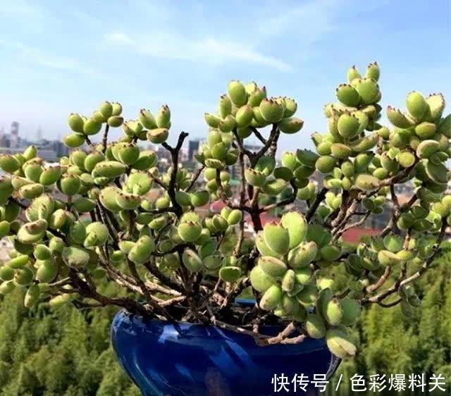 人气很高的4种“多肉”,一眼就入坑,萌得心肝颤,好养又好看