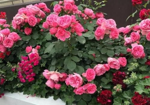 家庭地栽月季,立春前后这么打理,开花越来越多,个大色艳