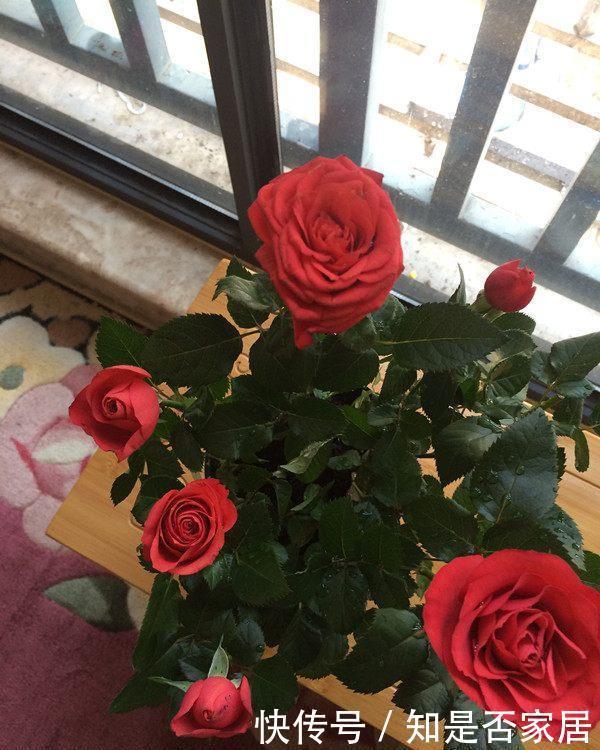 室内观赏花|五种适合秋天养的盆栽花,春节期间开花,漂亮又喜庆,年年有花赏