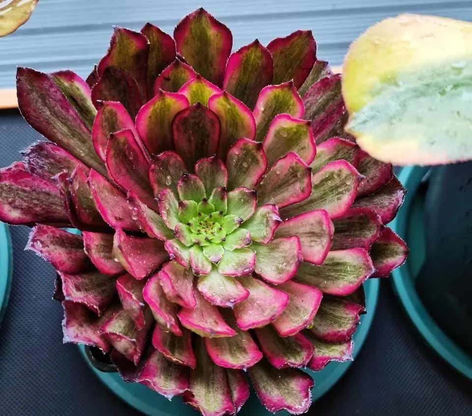 芦荟|这5种耐旱花,浇水要小心,不烂根不黄叶,养旺很简单