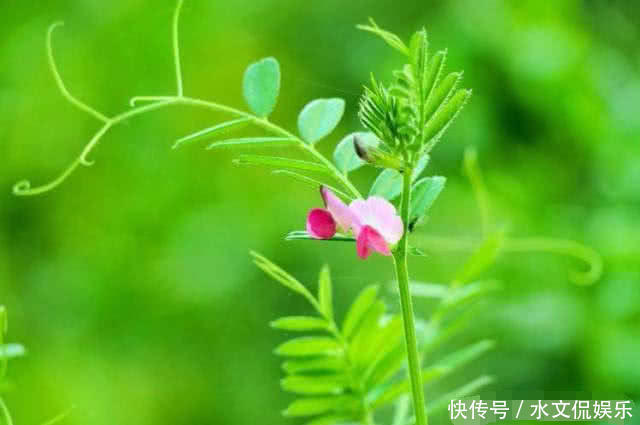 营养学报|常吃以下几种野菜,能美白肌肤、抗衰老,值得分享给家人
