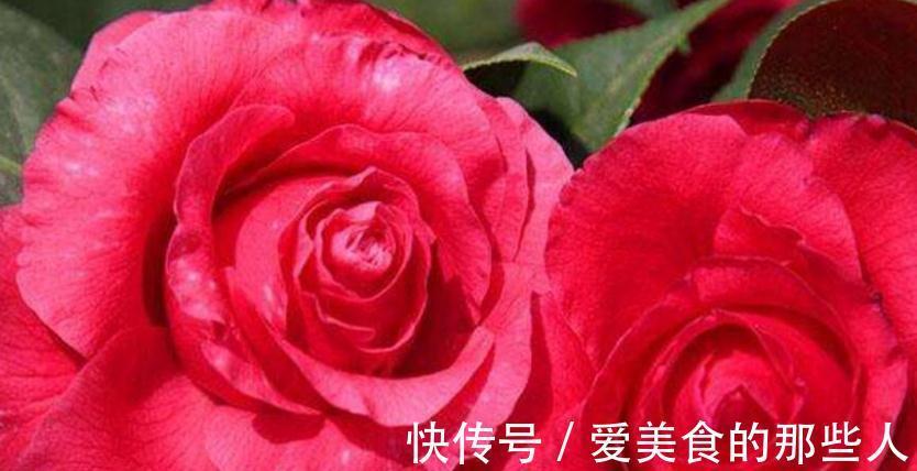 想让山茶花花姿丰盈吗,请看山茶花的养殖方法全介绍