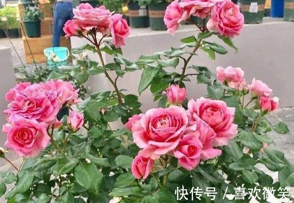 养殖花中皇后月季，盆栽做到4点，花朵个大色艳、数量多