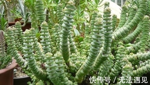 多肉|4种多肉植物，再喜欢也别养，号称“徒神”，养起来心累！