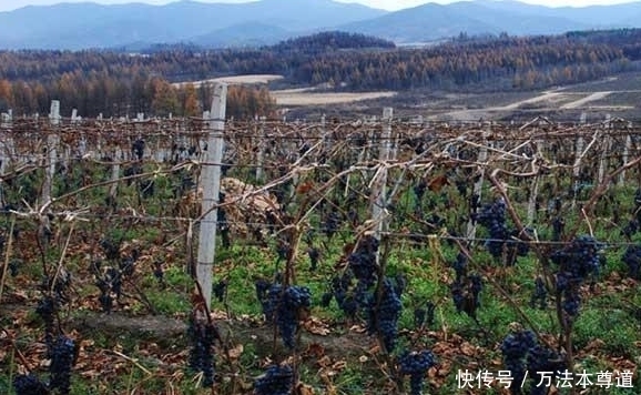 长白山|长白山上的一种野果,具有美容养颜、增进食欲、滋补营养软化血管