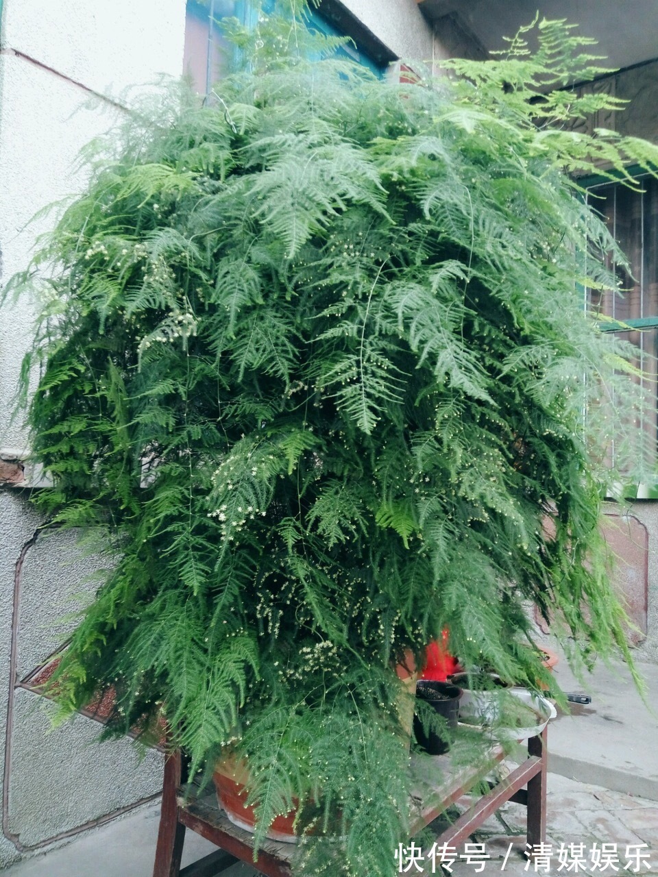 张大爷|张大爷家文竹养6年,长到1米5,变成粗壮、翠绿盆栽,年年开花