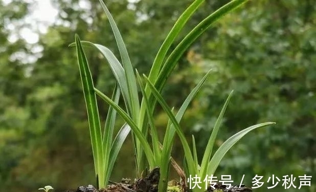 兰花夏天多久浇一次水?这样的植料,10天不浇也没问题