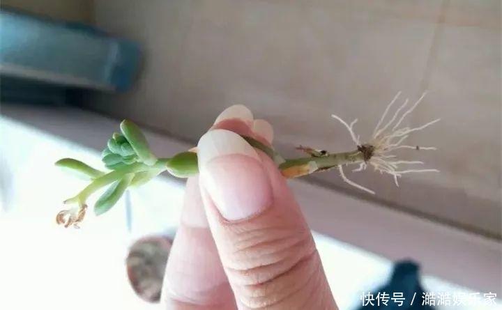 扦插|多肉长花箭被他剪断插土里，7天就生根！