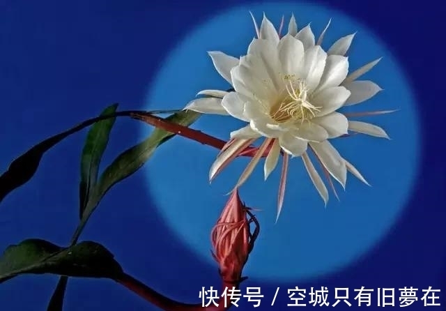 世界上十大最美的花,彼岸花排第二!