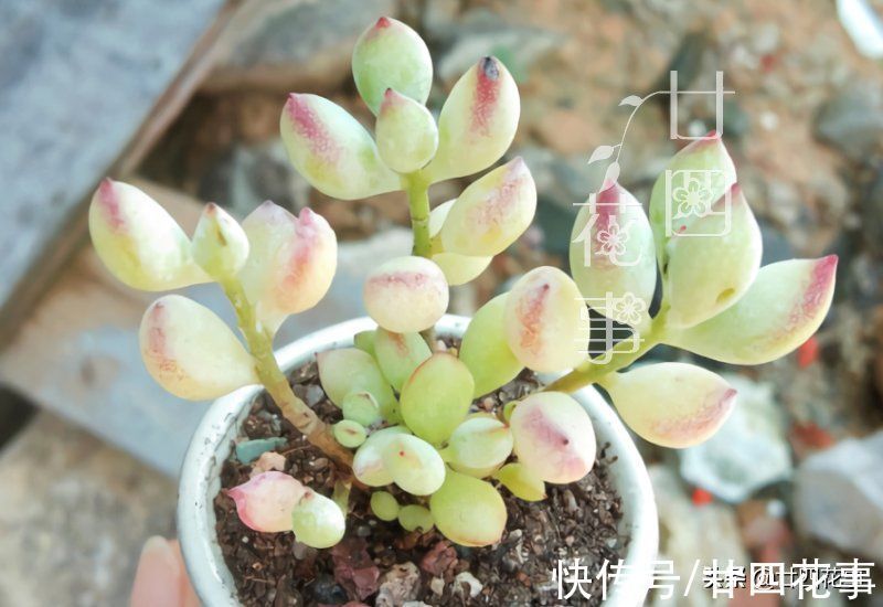 劳尔劳尔|9种多肉不耐寒,寒潮来临,除了要提前保暖外,还要控水避风