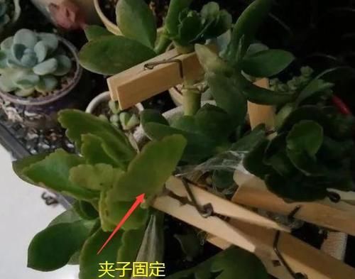 可以互相嫁接不同颜色的长寿花吗？应该如何嫁接？