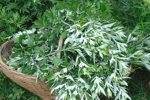 野菜|手脚冰凉别担心,一款野菜放心吃,看完赶紧学起来吧