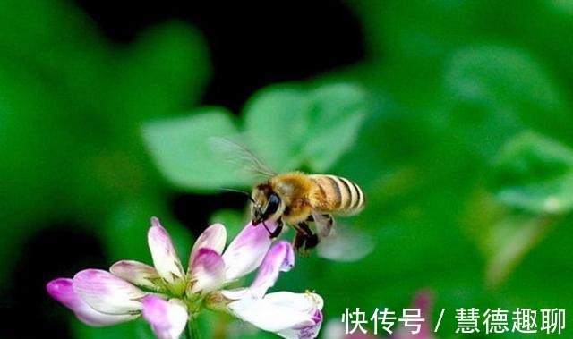 春天里|紫云英花——那是我的思乡之花