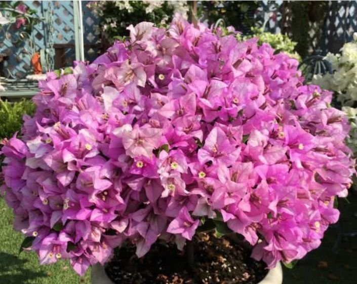 此款花卉，花艳易爆盆，开花幽香暗淡，一开就是大半年！