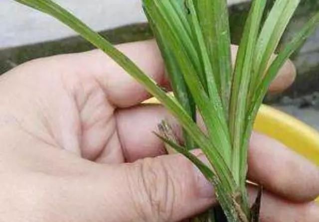 胡大妈|胡大妈养“兰花”,用一种令人厌恶的“营养液”,1盆养成20盆