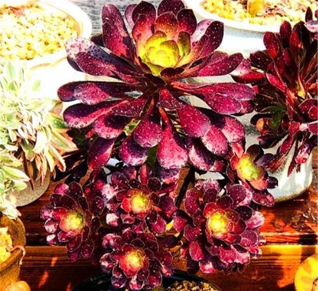 黑和尚擅长斩首技术,所以在这5点,侧芽长得很快一个是头发变长