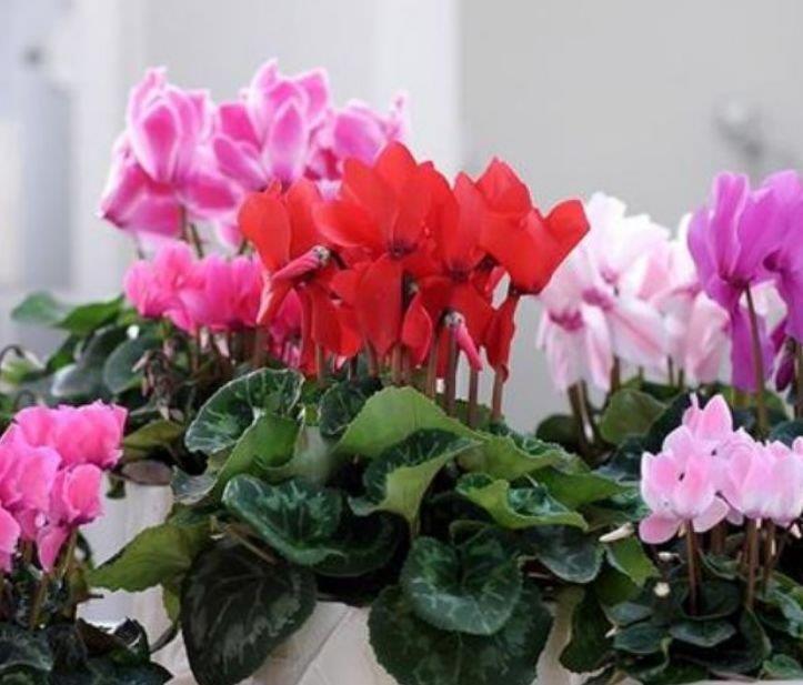 聪明人|聪明人都养4种花,开花又大又艳,比牡丹美,比绿萝好养!