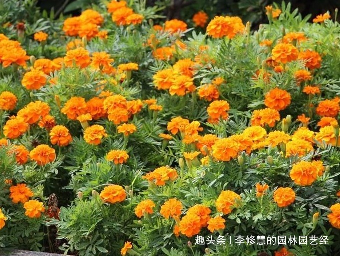 喜欢向日葵，不如养殖这盆孔雀草，花朵艳丽，好似孔雀开屏