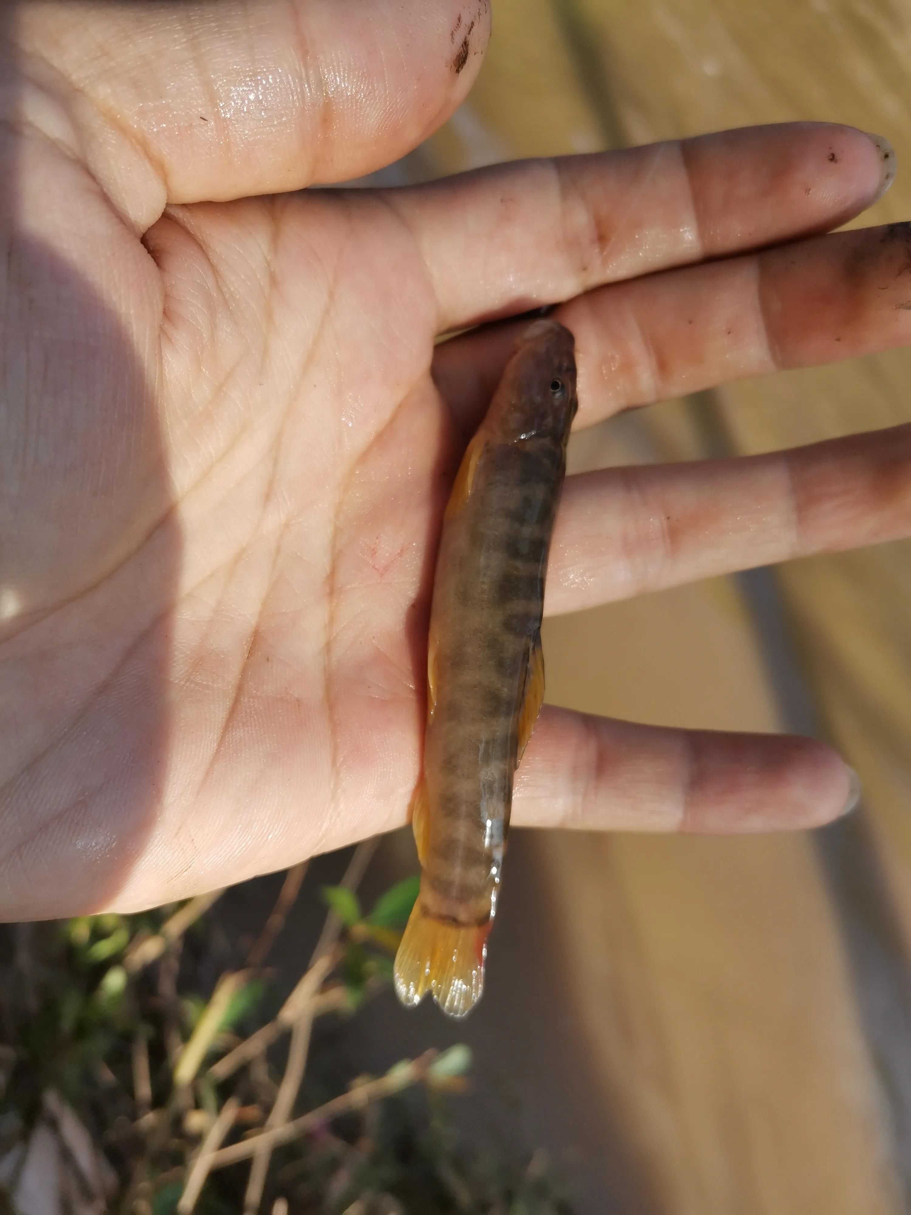 野河休闲野钓,这种鱼像黄辣丁但又不是,相信很多钓友都没见过