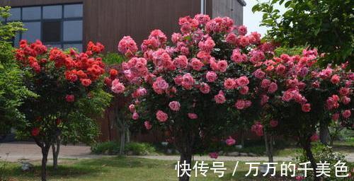 成就感|月季界的新宠,手把手教你制作树状月季,自己动手更有成就感