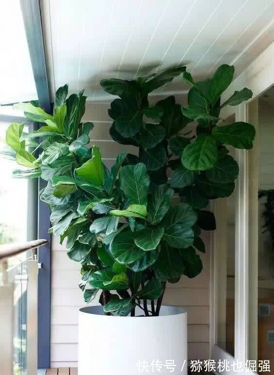 鲜花家里放,花旺“人不旺”,养花4个坑,人不健康,家不旺