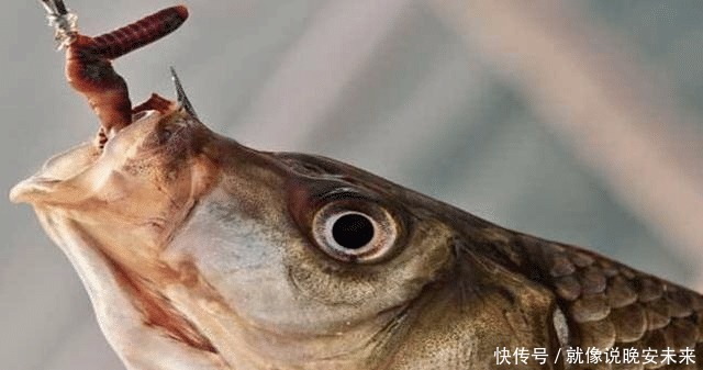 钓鱼|鲫鱼鲤鱼不咬钩只要在饵料中加点它,压根不担心没鱼上钩