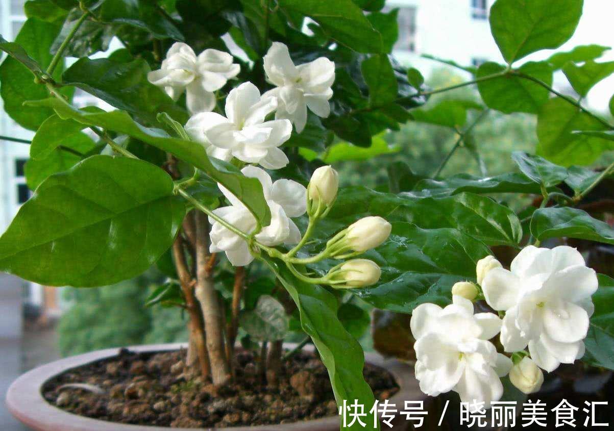 10种花“冷天”长得慢,“穷养”多晒更健壮,不然易烂根,难过冬