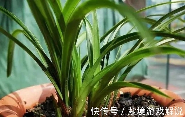 兰花浇水有讲究，浇半截水还是浇透水，究竟怎么掌握？