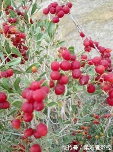 白刺果|推荐女性常吃的食物，预防疾病，补血养颜，还能滋补身体